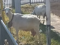 母山羊, Saanen goat — 照片 1