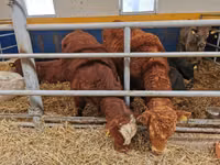 Bulle, Limousin-Kuh — Foto 5
