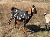 Taka, Nubian Goat — 2-rasm