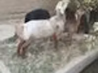 كبش, Edilbay sheep — الصورة 8
