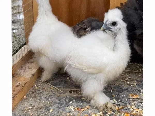 Seidenhuhn