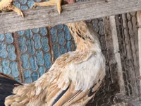 Chickens — Foto 4