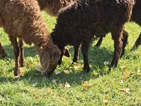 Ovejas (lote, sexo no especificado), Ovejas — foto 3