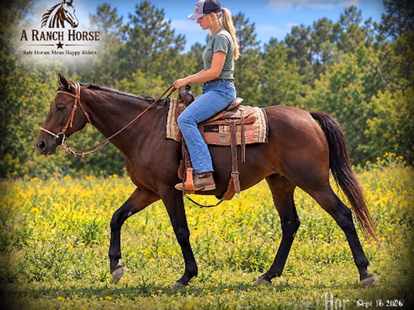 Yegua, Quarter Horse
