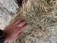 Сено в тюках - Заготовлено в рулонах и прямоугольных тюках средней — Foto 2