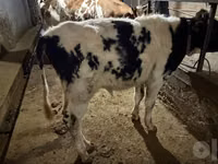 ثور, Russian Black pied cattle — الصورة 6