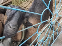 母山羊, Goats — 照片 2