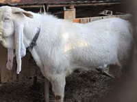 Ziegenbock, Gulabi goats — Foto 8
