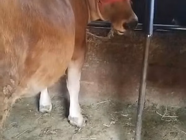 公牛, Cattle — 吉尔吉斯斯坦