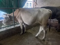 母牛, Cattle — 照片 1