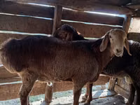 Widder, Hissar sheep — Foto 3