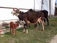 Kuh, Simmental cattle — Foto 4