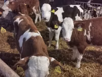 Bulle, Simmental cattle — Foto 3