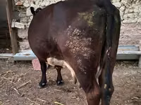 母牛, Alatau breed — 照片 2