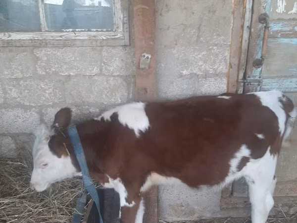 गाय, Simmental cattle — कज़ाखस्तान