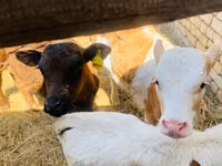 公牛, Holstein breed — 照片 2