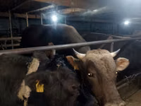 Toro, Raza Alatau — foto 8
