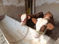 公牛, Simmental cattle — 照片 1