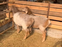 Oveja, Hissar sheep — foto 4