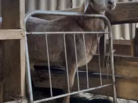 Carnero, Arashan sheep — foto 1