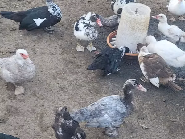 Ducks