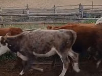 بقرة, Latvian Blue cattle — الصورة 2