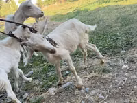 عنزة, Saanen goat — الصورة 2
