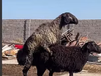 Кочкор, Койлор — сүрөт 3