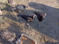 Turkeys — الصورة 1