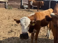 公牛, Kazakh White-headed cow — 照片 1