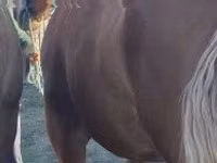 公马, Horses — 照片 1