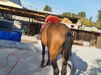 Caballo, Thoroughbred horse — foto 6