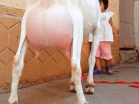 Ziegenbock, Saanen goat — Foto 5