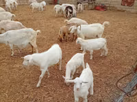 Ziege, Saanen goat — Foto 2