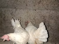 Leghorn — Foto 1