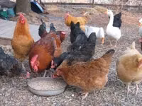Chickens — Foto 7