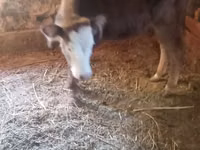 Kuh, Swiss cattle — Foto 2