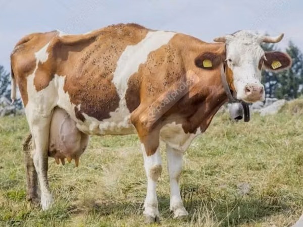 Kuh, Simmental cattle