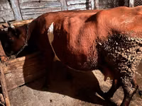 بقرة, Simmental cattle — الصورة 1
