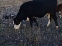Bull, Simmental cattle — photo 3