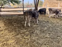 Toro, Swiss cattle — foto 4