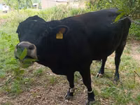 Bulle, Aberdeen-Angus — Foto 5