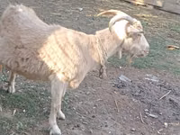 Ешкі, Dutch Landrace goats — 5-сурет