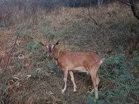 母山羊, Goats — 照片 4