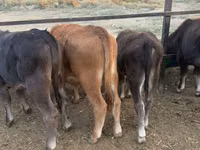 Toro, Swiss cattle — foto 7