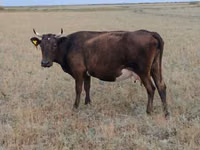 Kuh, Ukrainian grey cattle — Foto 4