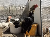 Chickens — 3-сурет