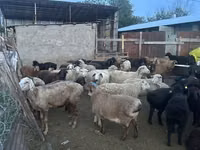 Carnero, Ovejas — foto 6