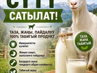Козье молоко от хозяйства «Тилекбай» - 100% натуральный продукт — Foto 1