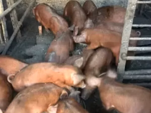 母猪, 